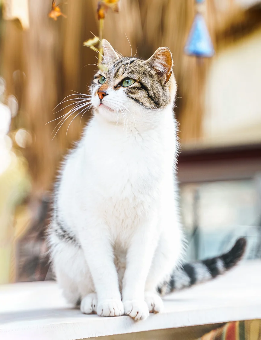 Zufriedene Katze nach mobiler Tierarztbehandlung