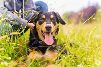 Zufriedener Hund nach mobiler Behandlung – mobiler Tierarzt mit Herz in Mannheim & Umgebung