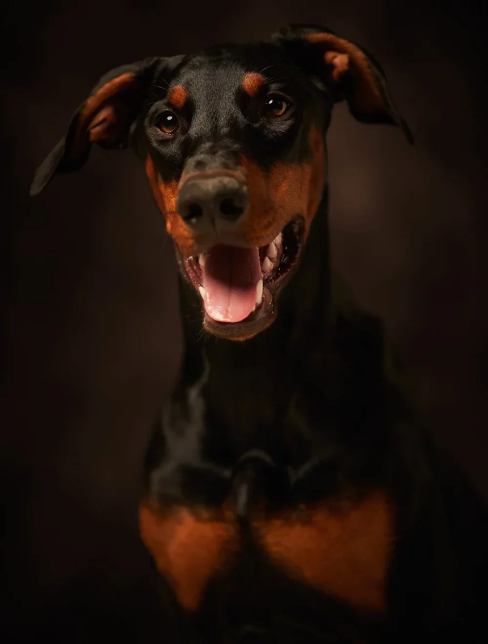 Dobermann bei mobiler Tierarztpraxis – FAQ zu Hausbesuchen und Tierarztleistungen vor Ort